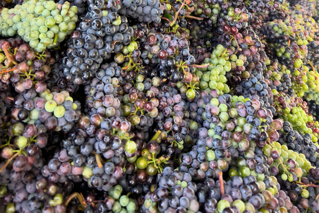 Premiere 2026: Unser erster Verjus Sparkling Rosé