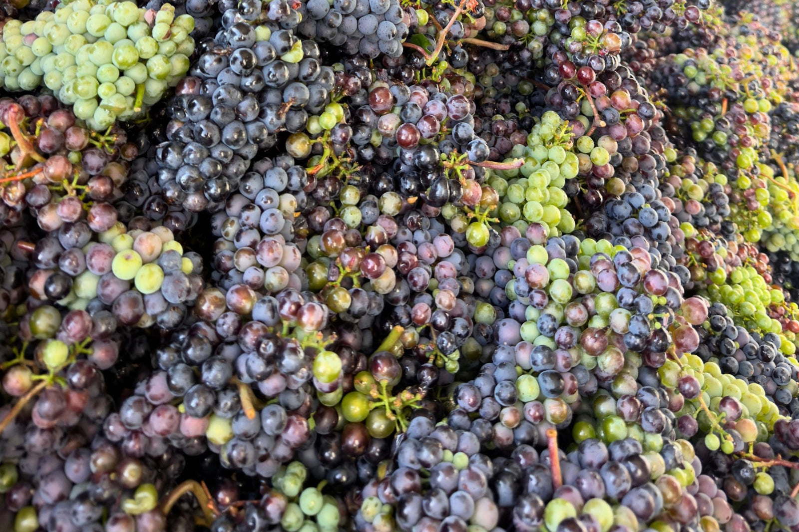 Premiere 2026: Unser erster Verjus Sparkling Rosé