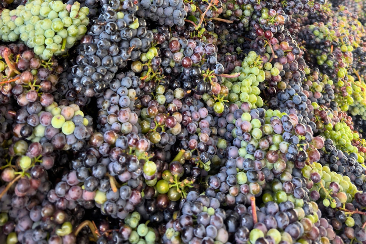 Premiere 2026: Unser erster Verjus Sparkling