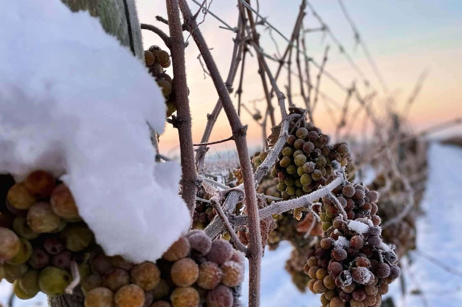 Eiswein Besonderheiten: Trauben mit Frost und Schnee im Weinberg während der Erntezeit.