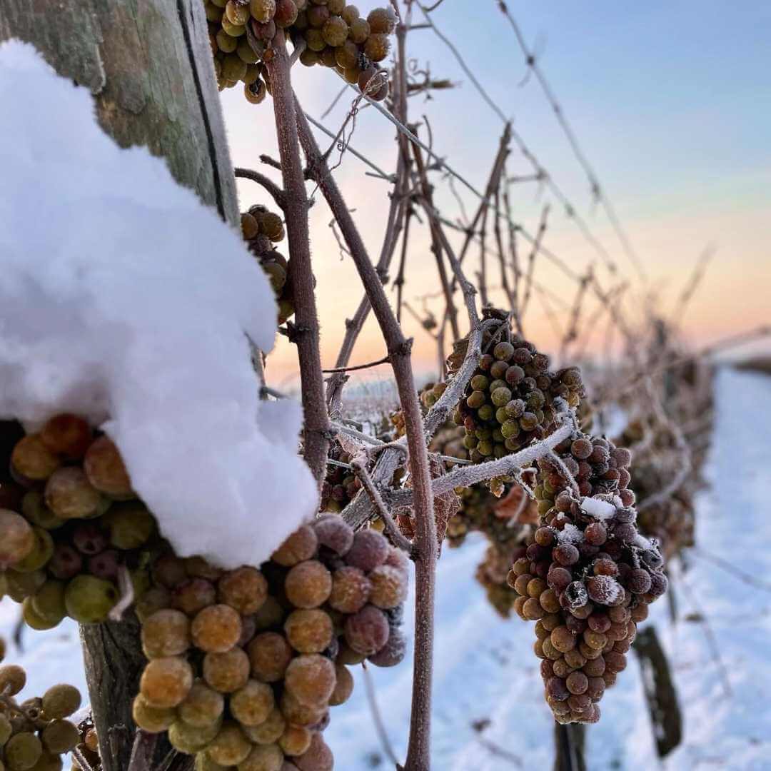 Eiswein Trauben mit Schnee in den Weinbergen bei Sonnenaufgang, ideal für die Herstellung von Eiswein.