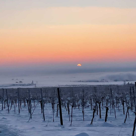 Eiswein-Weinberge im Winter bei Sonnenuntergang, ideal für die Herstellung von Eiswein.